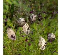 Crocus Collection 80cm Stake Marker Large Poppy Seed Head Bulb Markers and Decorative Garden Antique Pewter
