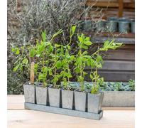 Crocus Collection Set of 6 Metal Galvanised Grow Pod Tall Planters Square Bottomless Pots in Low Rectangular Reservoir Tray