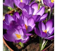 Crocus 'Whitewell Purple' 10 x spring flowering bulbs. Mauve Flowers. Available from Bedwen Plants