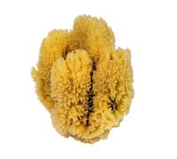 CROLL & DENECKE Natural Sponge
