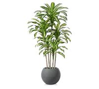CROSOFMI Artificial Plant Indoor and Outdoor 210 cm Large Artificial Dracaena Tree in Plastic Pot Tall Fake Plants for Living Room Decor (1 Pack)