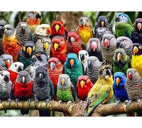 Cross & Glory - Kaleidoscope of Feathers - 1000 Piece Jigsaw Puzzle for Adults | Unique Bird Artwork | Best Challenging Puzzles for Cognitive Workout
