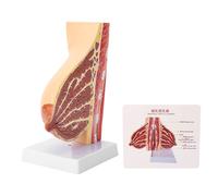 Cross Section Anatomical Model, Lactating Bust Anatomy Model, with User Manual for Breasts Surgeon Medical Education Teaching and Training