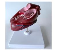 Cross-Section Dog Heart Replica with Visible Chordae Tendineae | Canine Heart Anatomy Model, PVC Animal Organ Model on White Base for Veterinary Science Education