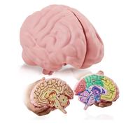 Cross Section Foam Brain Model Great Educational Tool for Learning & Teaching Human Anatomical Function Psychology Biology or Science Easy to Use