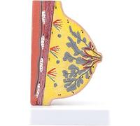 Cross-sectional Anatomical Model of The Female Quiet Lactation Chest (Half) with Digital Indicators for Patient Communication and Medical Teaching Training Aids