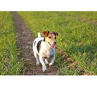 Cross Stitch Embroidery Kit Advanced Home Decoration Engraved Cross Stitch Kit Jack Russell Terrier Dog 11CT Adult Embroidery Pattern Printing DIY Popular Advanced Beginner - 40 x 50 cm