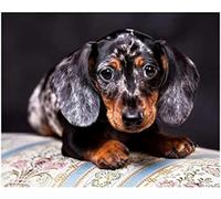 Cross Stitch Embroidery Kit Advanced Home Decoration Stamped Cross Stitch Kit Animal Dachshund Pet Dog 11CT Adult Embroidery Pattern Printing DIY Popular Advanced Beginner - 40 x 50cm