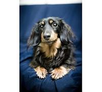 Cross Stitch Embroidery Kit Advanced Home Decoration Stamped Cross Stitch Kit Cute Long Haired Dachshund 11CT Adult Embroidery Pattern Printing DIY Popular Advanced Beginner - 40 x 50cm