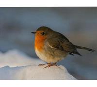 Cross Stitch Embroidery kit Beginner Robin Pattern Printed Handicraft kit Advanced Cross Stitch 11CT Adult Easy Handmade DIY Home Decoration Living Room Entrance Minimalist Style - 40x50cm