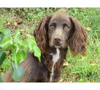 Cross Stitch, English Cocker Spaniel, Pattern Printing DIY 11 CT Cross Stitch Kit Beginner Set Cross Stitch Embroidery Kit Advanced Home Decoration 40 x 50 cm