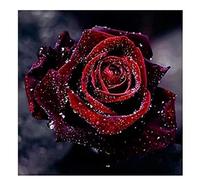 Cross Stitch Kits for Adults Advanced Pre-Printed Stamped Flower Rose DIY Cross Stitch Embroidery 11Ct Kits Craft Needlework Set Printed Canvas Cotton Thread Home Decoration Embroidery Kit 11Ct