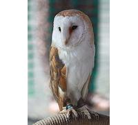Cross Stitch Kits for Adults Beginners Pre-Printed Easy Funny Pattern UK Barn owl Animal 11ct DIY Embroidery Crafts for Needle Point Starter Kit Home Decor Wedding Gift（16×20inch)