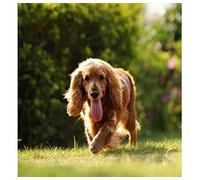 Cross Stitch Kits for Adults,Cocker Spaniel Dog,Printed Cross Stitch Kits for Beginners,Stamped Cross Stitch Kit for Wall Art Home Decoration 50x50cm