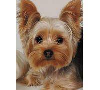 Cross Stitch Kits for Adults,Yorkshire Terrier,Printed Cross Stitch Kits for Beginners,Stamped Cross Stitch Kit for Wall Art Home Decoration 50x50cm