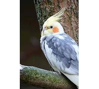 Cross Stitch Kits for Beginners Adults Pre-Printed Easy Funny Pattern UK Cockatiel Animal 11ct DIY Embroidery Crafts for Needle Point Starter Kit Home Decor Gift（16×20inch)
