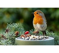 Cross Stitch Kits for Beginners Adults Pre-Printed Easy Funny Pattern UK Robin Animal 11ct DIY Embroidery Crafts for Needle Point Starter Kit Home Decor Gift(16×20inch)