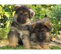 Cross-Stitch Stamped Kits Stamped Full Range of Embroidery Starter Kits for Beginners DIY 11CT 3 Strands,Two German Shepherd Puppies,16*20 inch