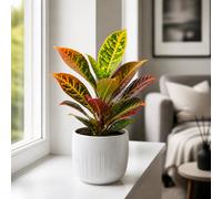 Croton Petra Josephs Coat 12Cm Pot In Glossy White Ceramic Pot