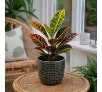 Croton Petra Josephs Coat 12Cm Pot In Grey Ceramic Pot