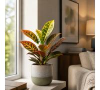 Croton Petra Josephs Coat 12Cm Pot In Grey Stoneware Pot