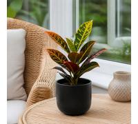 Croton Petra Josephs Coat 12Cm Pot In Matt Black Ceramic Pot