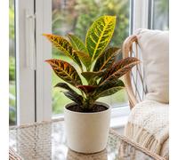 Croton Petra Josephs Coat 12Cm Pot In Matt Cream Ceramic Pot
