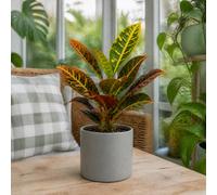 Croton Petra Josephs Coat 12Cm Pot In Matt Grey Ceramic Pot