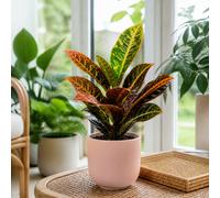 Croton Petra Josephs Coat 12Cm Pot In Matt Pink Ceramic Pot