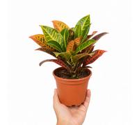 Croton Petra Josephs Coat 12Cm Pot Nursery Pot Pack Of 1