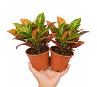 Croton Petra Josephs Coat 12Cm Pot Nursery Pot Pack Of 2