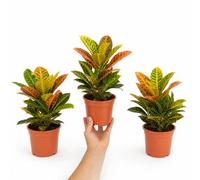Croton Petra Josephs Coat 12Cm Pot Nursery Pot Pack Of 3