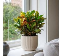 Croton Petra Josephs Coat Variegated 12Cm Pot