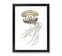 Crown Jellyfish By George Shaw Vintage Framed Print | A3 Black Framed Wall Art | Ready to Hang | Classic Nature Picture | Living Room Bedroom Lounge Office