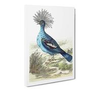 Crowned Pigeon By George Shaw Canvas Print | Gallery Wrapped 30mm Frame Wall Art | 20x14 inches | Ready to Hang | Retro Picture | Living Room Bedroom Lounge Office