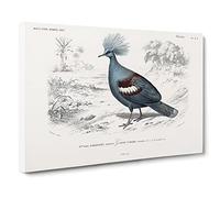 Crowned Pigeon Illustration By Charles D' Orbigny Canvas Print | Gallery Wrapped 30mm Frame Wall Art | 24x16 inches | Ready to Hang | Retro Picture | Living Room Bedroom Lounge Office
