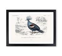 Crowned Pigeon Illustration by Charles d' Orbigny Framed Print | A2 Black Framed Wall Art | Ready to Hang | Modern Animal Picture | Living Room Bedroom Lounge Office