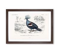 Crowned Pigeon Illustration by Charles d' Orbigny Framed Print | A2 Walnut Framed Wall Art | Ready to Hang | Modern Animal Picture | Living Room Bedroom Lounge Office