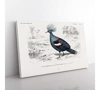 Crowned Pigeon Illustration By Charles D' Orbigny Vintage Canvas Wall Art Print Ready to Hang, Framed Picture for Living Room Bedroom Home Office Décor, 76x50 cm (30x20 Inch)