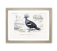 Crowned Pigeon Illustration By Charles D' Orbigny Vintage Framed Print | A3 Oak Framed Wall Art | Ready to Hang | Classic Animal Picture | Living Room Bedroom Lounge Office