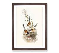Crowned Wrens by Elizabeth Gould Framed Print | A2 Walnut Framed Wall Art | Ready to Hang | Modern Nature Picture | Living Room Bedroom Lounge Office