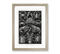 Crustaceans By Ernst Haeckel Vintage Framed Print | A3 Oak Framed Wall Art | Ready to Hang | Classic Nature Picture | Living Room Bedroom Lounge Office