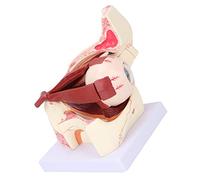 Cryfokt 3x Magnification Human Eye Model Detachable Eyeball Structure Model for Teaching, PVC Material Eye Orbit for Training Explanation