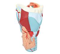 Cryfokt Anatomical Human Throat Model 2X Enlarged Display Model, Ideal for Learning Respiratory Tract, for Students, Material
