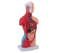 Cryfokt Anatomy Human Body Model Lifelike Look and Feel, PVC Material, Educational Fun for Schools and Families, 11in Height