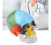 Cryfokt Coloured Human Skull Model with Detachable Design and Natural Jaw Movement for Research and Teaching, with Identification Card for Students and Professionals
