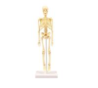 Cryfokt DIY Human Skeleton Educational Model Interactive Assembly Human Anatomical Anatomy Skeleton Model for Science Enthusiasts 10.5 * 10.5 * 35cm for Children and Students Plastic (Colorful)
