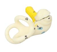Cryfokt Educational Inner Ear Labyrinth Model 5X Magnification Ear Semicircular Canal Model for Better Understanding Human Structure, Soft and Comfortable PVC Material