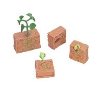 Cryfokt Educational Plant Growth Cycle Toy Realistic Detail for Kids Adults School Learning, Plastic Plant Models for Terrarium Ornaments
