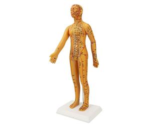 Cryfokt High Definition Acupuncture Female Model for Teaching 20.9in with Accurate Acupoint Positioning PVC Material